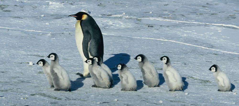 reise der pinguine 1